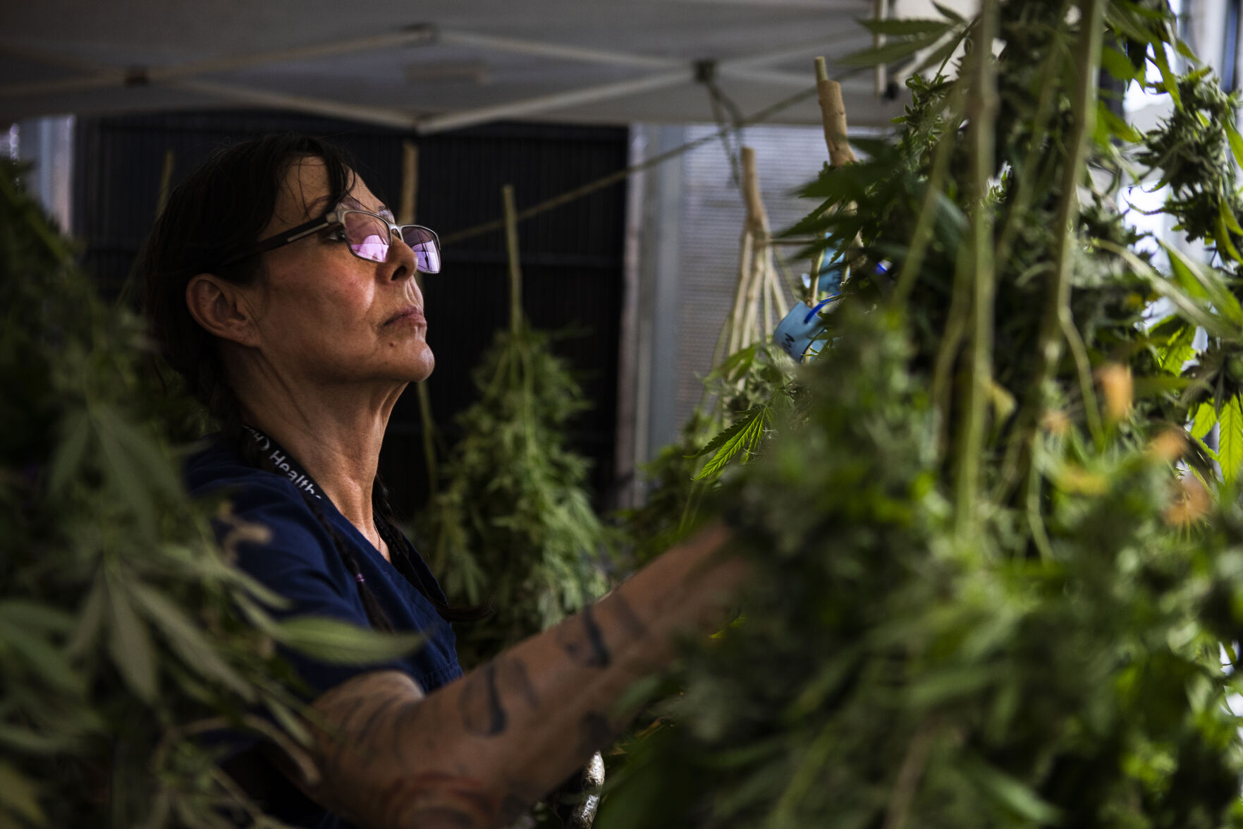 03xx22-dg-news-EufloraGreenhouseHarvest11.JPG